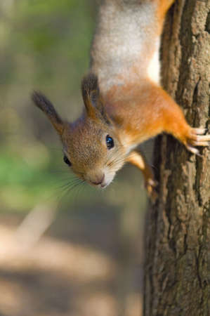 squirrel 