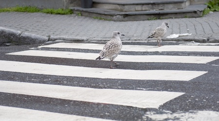 Funny seagull becomes a pedestrian crossingの写真素材