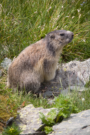 Funny beautiful marmot in Alps の写真素材