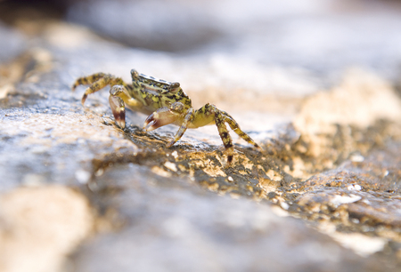 crab on beach of Adriatic seaの写真素材