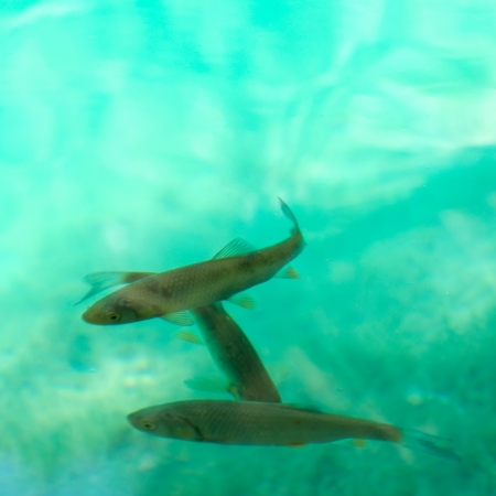 A photo of fishes swimming in Plitvice lake, Croatia の写真素材