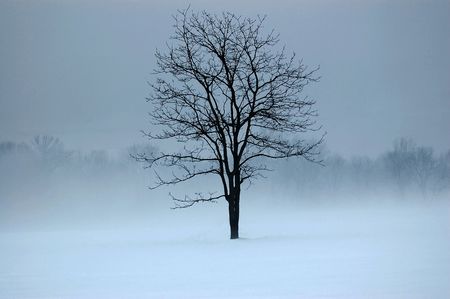 tree in a field surrounded by fog and snow