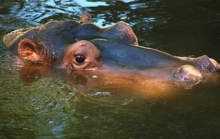 A hippopotamus surfacing from beneath the water