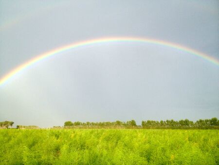 The rainbow on the field of asparagus の写真素材