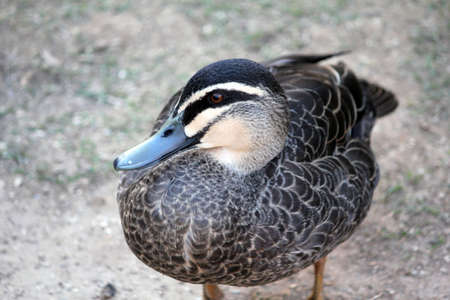 The lone duck at Melbourne Zooの写真素材