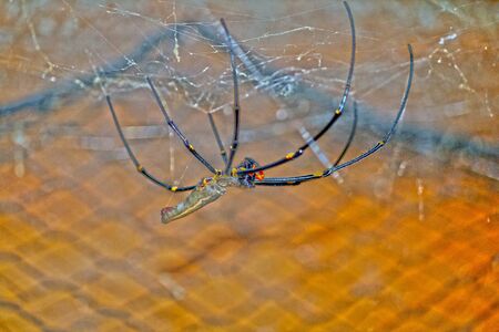 The spider on the web that awaits its preyの写真素材