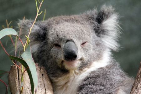 The koala who does not want to be disturbedの写真素材