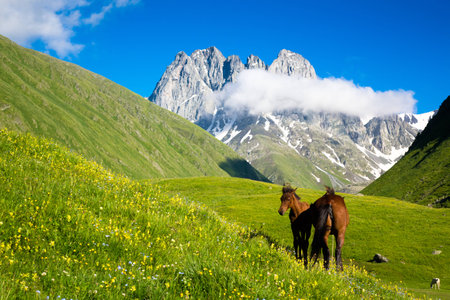Beautiful horses in the mountain valley. In the background are the peaks of the mountain range of Chauchiの写真素材