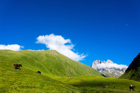 Beautiful horses in the mountain valley. In the background are the peaks of the mountain range of Chauchiの写真素材