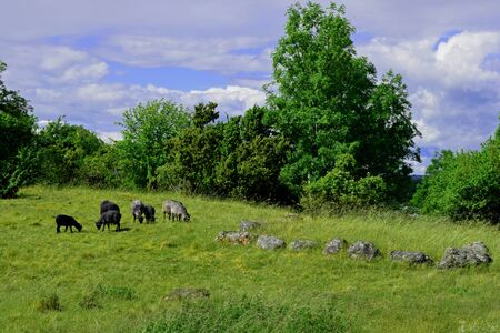 gray-black sheep graze near the grave of the Viking (on the right, a mound, surrounded by stones in the shape of a boat), Sweden, Birkaの写真素材