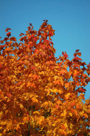 a lot of yellow and orange leaves of maple with a blue sky as backgroundの写真素材