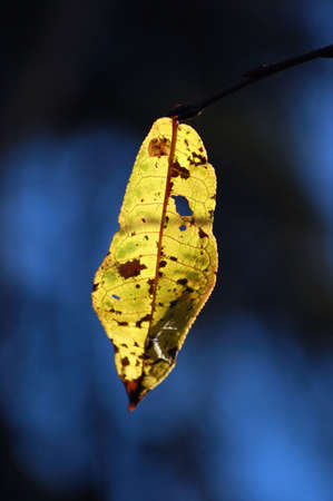 the last yellow leaf on a blue backgroundの写真素材