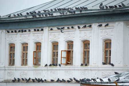 the old house with a lot of birdsの写真素材