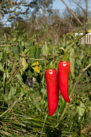 traditional red pepper from Espelette, France.