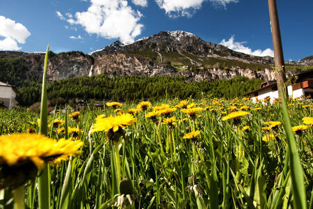 Alpine meadows with yellow flowersの写真素材