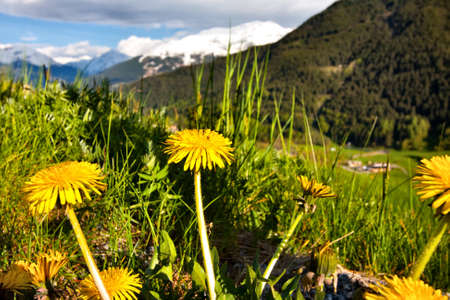 view of an alpine valley with yellow flowers in the foregroundの写真素材