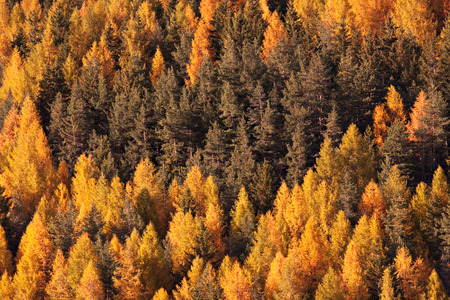 texture of autumn trees in the mountains