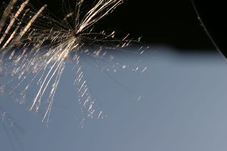 flying seed