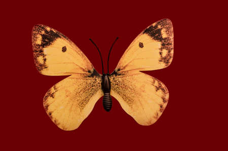 butterfly made of plastic for room decoration, on a red backgroundの写真素材