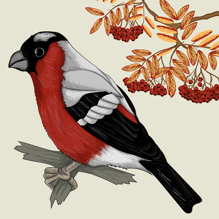 vector illustration a bullfinch sitting on a branch near a branch with a rowanberryのイラスト素材