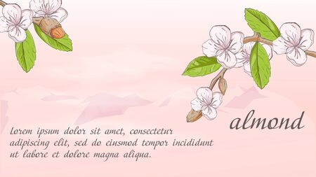 plant banner nature plant almond branch fruit nuts flowers for decoration design on the background of mountains with clouds with a place for text and name vector EPS 10のイラスト素材