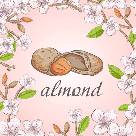 nature plant almond branch fruit nuts flowers for decoration design vector EPS 10のイラスト素材