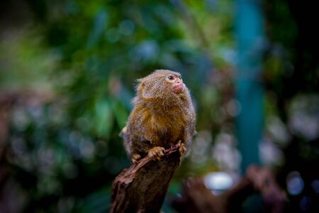 Small monkeyの写真素材