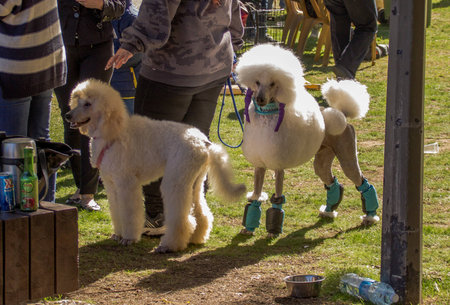two poodles at a dog show pose for photographersの写真素材