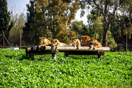 lions at restの写真素材