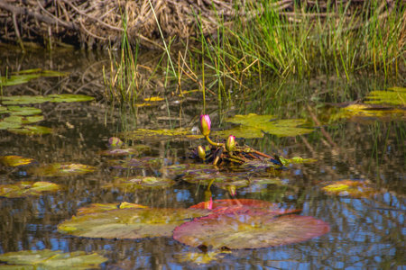 water lilies waking up early in the morning in a pondの写真素材