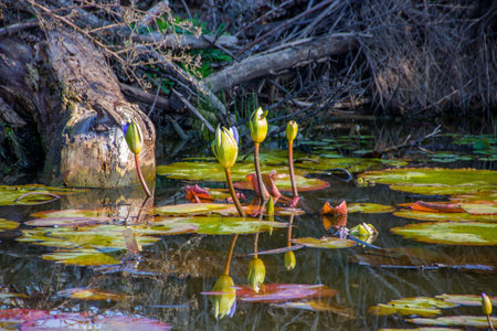 water lilies waking up early in the morning in a pondの写真素材