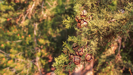 Branch of thuja tree with cones in the forest Hanita, Israelの写真素材