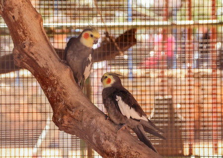 two parrots sitting on tree at the zoo "Monkey Forest" in the village Yudfat, Israelの写真素材