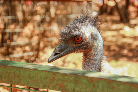 ostrich looks out from his cage at the zoo, "Monkey Forest" in the village Yudfat, Israelの写真素材
