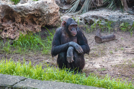thinking chimpanzeeの写真素材