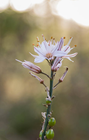 Asphodelus ramosus early spring morning in the forest Hanita, Israelの写真素材