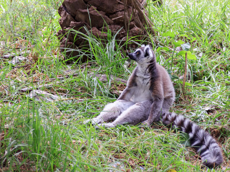 Lemur catta sitting in the grass and loocking to distanceの写真素材