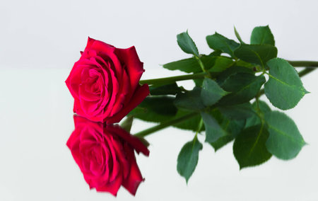 One red rose lying on the mirror surface and its reflectionの写真素材