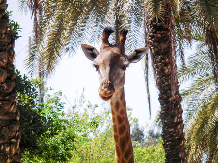 Head of a giraffe walking in jungleの写真素材