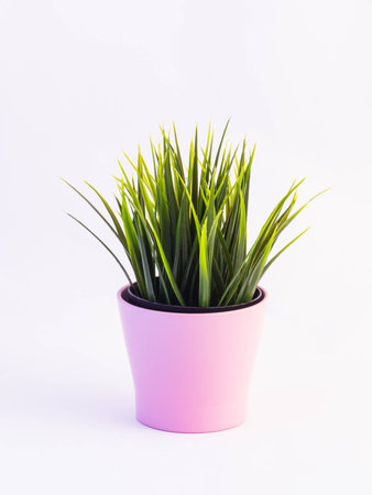 Green plastic flower in a pink pot on a white backgroundの写真素材