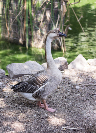 Gray goose leisurely walks along the waterfront pondの写真素材
