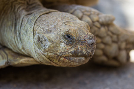 The head of the old turtle in the wildの写真素材