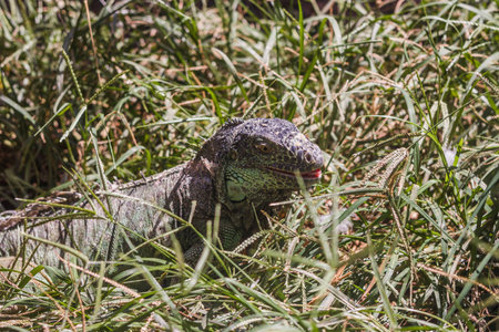 Green lizard hunting in tall grassの写真素材