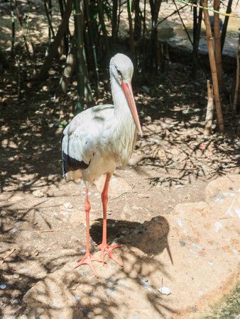 Ciconia ciconia stands on the edge of the pondの写真素材