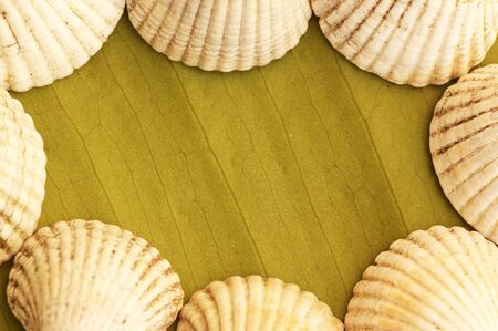 Sea shell frameの写真素材