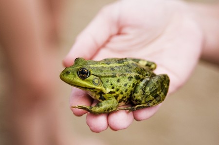 Frog on the palmの写真素材