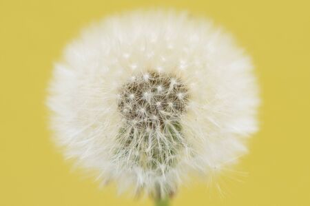 Dandelion head closeupの写真素材