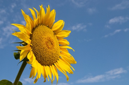 Sunflower with bee closeup against blue skyの写真素材