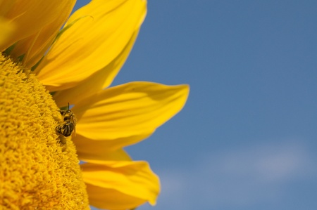 Sunflower with bee closeup against blue skyの写真素材