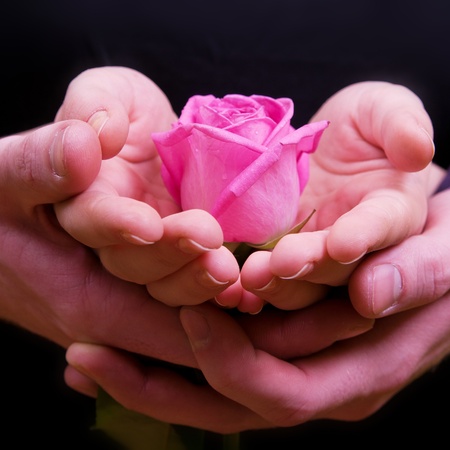 Boy's and girl's hands with pink rose flowerの写真素材